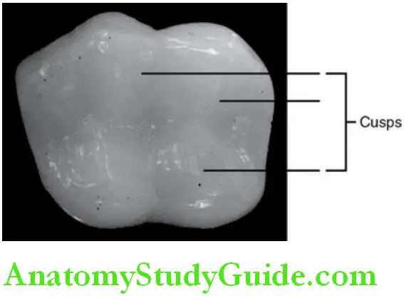 Introduction To Dental Anatomy And Landmarks cusps