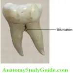 Introduction To Dental Anatomy And Landmarks furcation