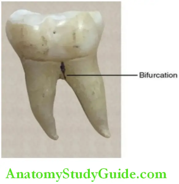 Introduction To Dental Anatomy And Landmarks furcation