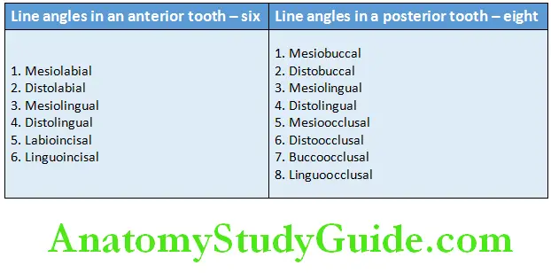 Introduction To Dental Anatomy And Landmarks labial and mesial surface