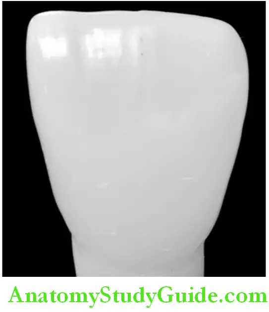 Introduction To Dental Anatomy And Landmarks labial surface in an anterior tooth