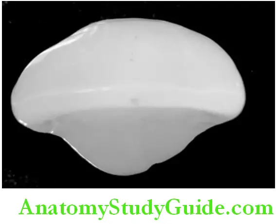 Introduction To Dental Anatomy And Landmarks lncisal surface in an anterior tooth