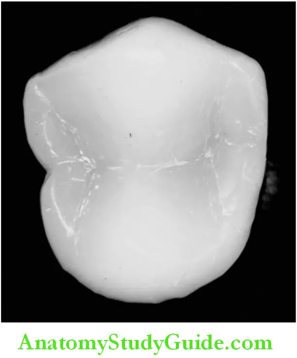 Introduction To Dental Anatomy And Landmarks occlusal surface in a posterior tooth