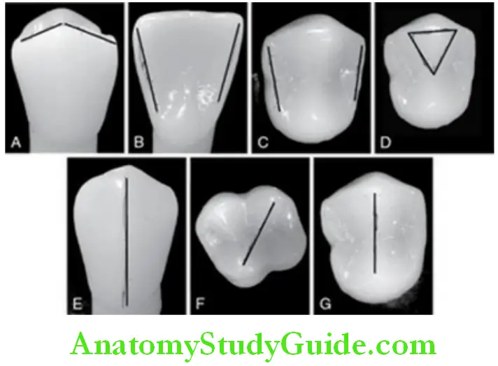 Introduction To Dental Anatomy And Landmarks parts of ridges