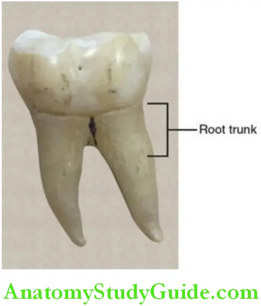 Introduction To Dental Anatomy And Landmarks root trunk