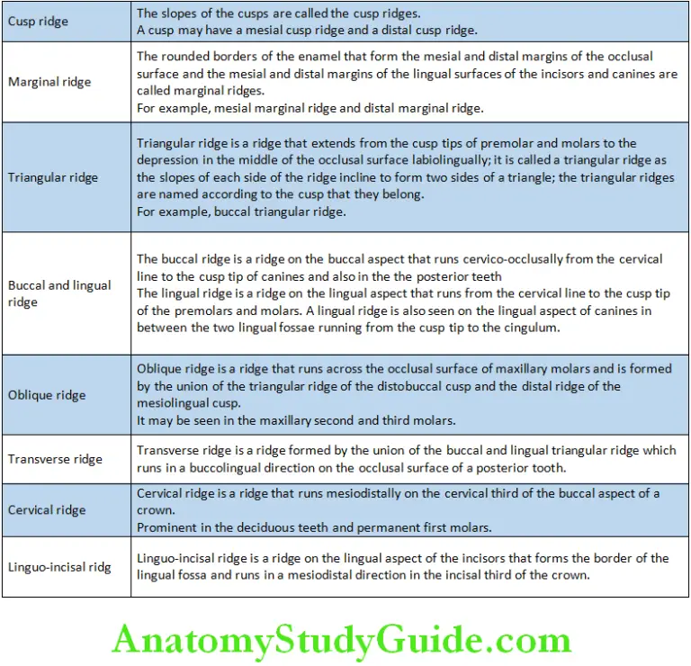 Surfaces of the Teeth - An Overview of Dental Anatomy - Anatomy Study Guide