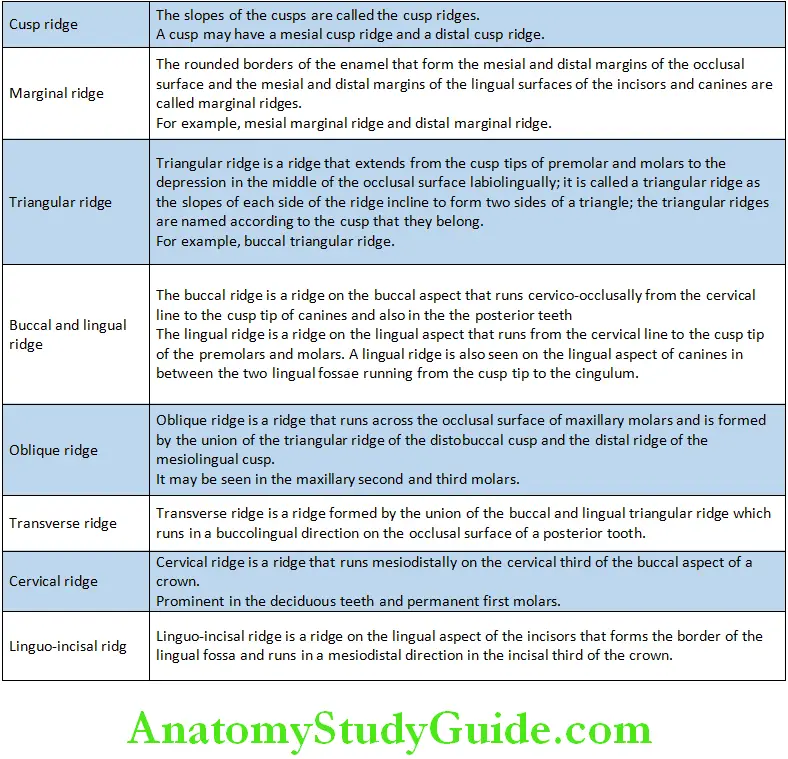 Introduction To Dental Anatomy And Landmarks the ridges as named according to the location