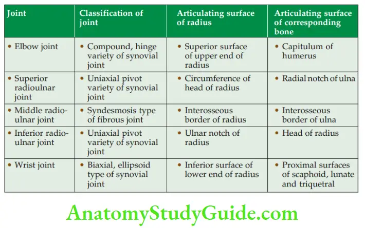 Joints Of Upper Limb Factors Stabilizing Shoulder Adduction Branches Of Ulnar Nerve Coracoacromial Arch Anatomical Classification Of Joint