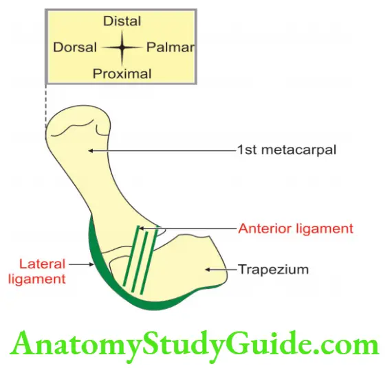 Joints Of Upper Limb Factors Stabilizing Shoulder Adduction Branches Of Ulnar Nerve Coracoacromial Arch Carpometacarpal Joint Of Thumb