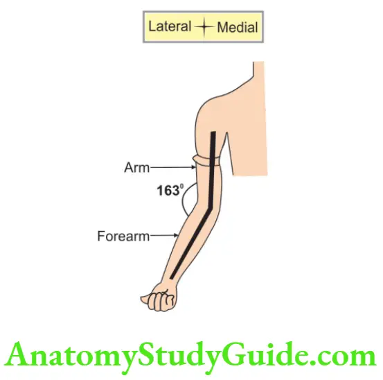 Joints Of Upper Limb Factors Stabilizing Shoulder Adduction Branches Of Ulnar Nerve Coracoacromial Arch Carrying Angle