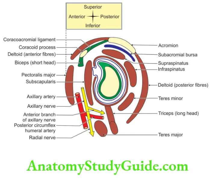 Coracoacromial Arch Anatomy Notes - Anatomy Study Guide