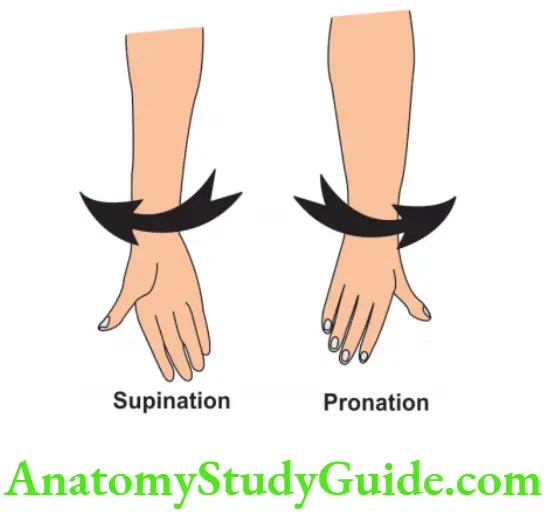 Joints Of Upper Limb Factors Stabilizing Shoulder Adduction Branches Of Ulnar Nerve Coracoacromial Arch Supination And Pronation