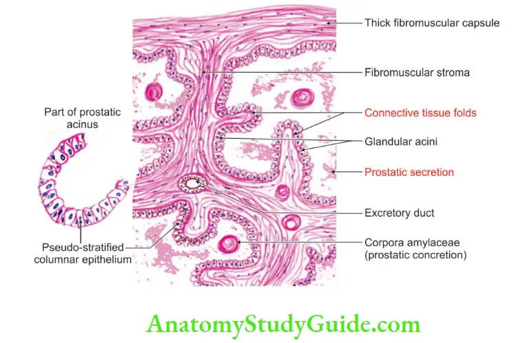 Male Reproductive Organs Histology of prostate