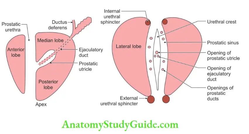 Male Reproductive Organs Lobes of prostate gland