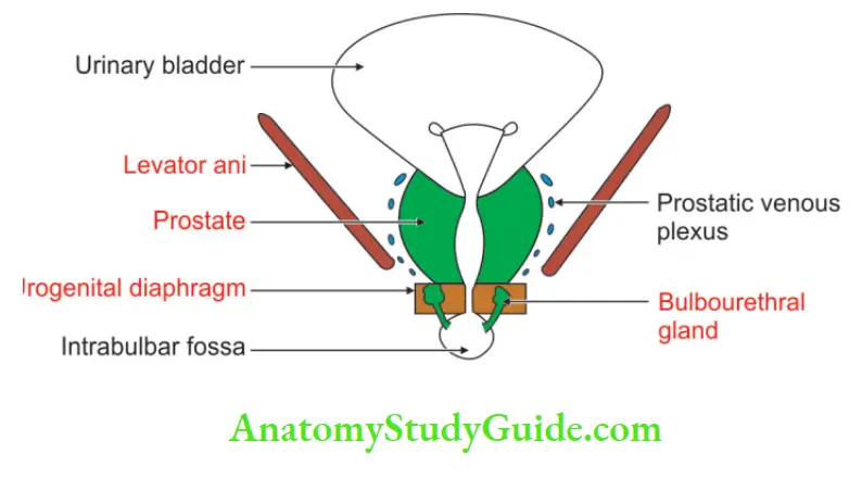 Male Reproductive Organs Relations of prostate