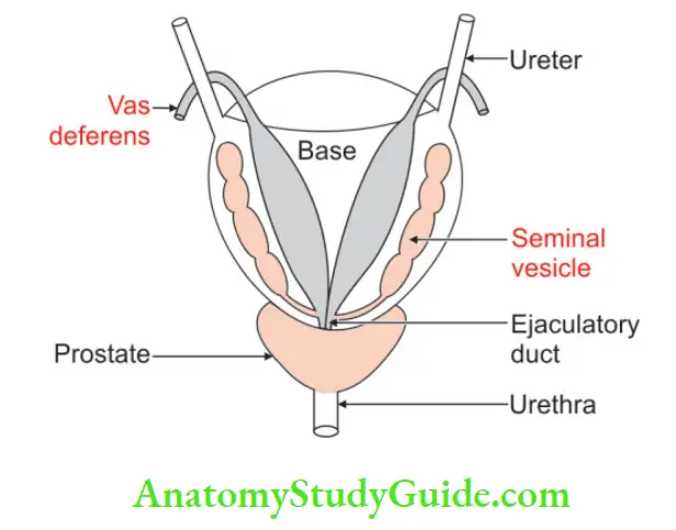 Male Reproductive Organs Relations of urinary bladder and prostate fro behind