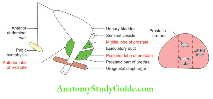 Male Reproductive Organs sagittal section of bladder and prostate showing lobes of prostate