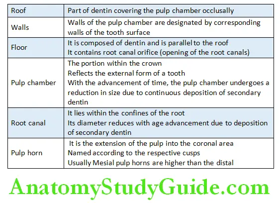 Morphology Of The Pulp Terminology Related to Pulp Morphology