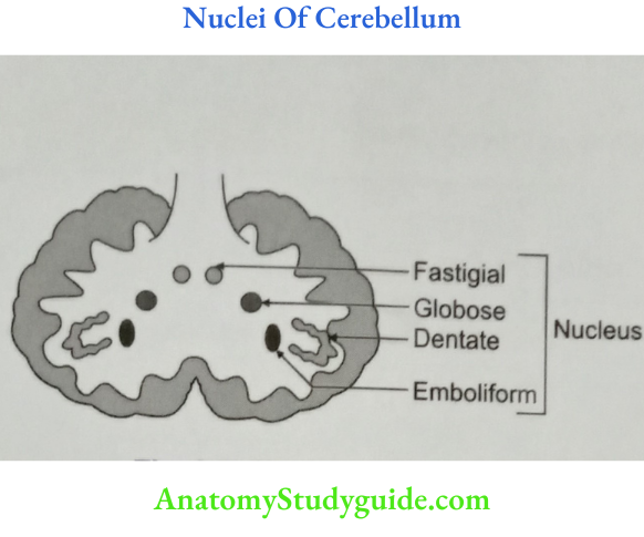 Nuclei Of Cerebellum
