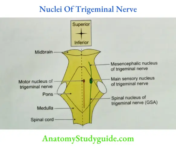 Nuclei Of Trigeminal Nerve
