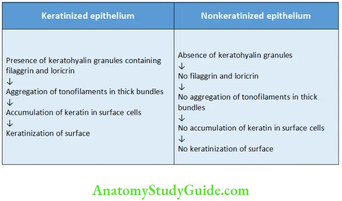Oral mucous membrane Summarizing Difference between Keratinization and Nonkeratinization