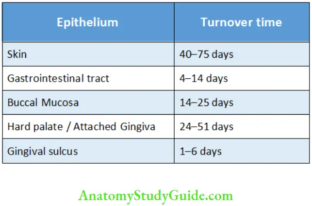 Oral mucous membrane Turnover Rate of Epithelium at Various Sites