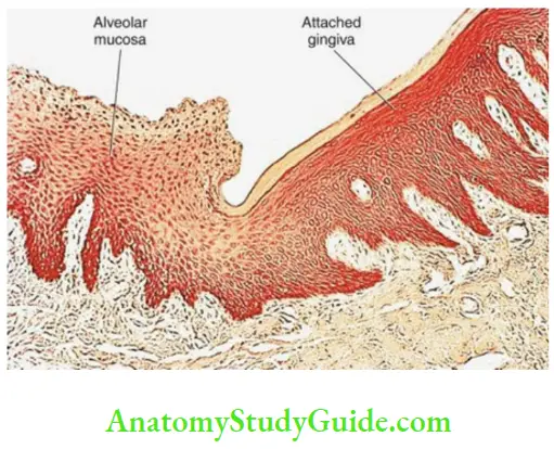Oral mucous membrane alveolar mucosa
