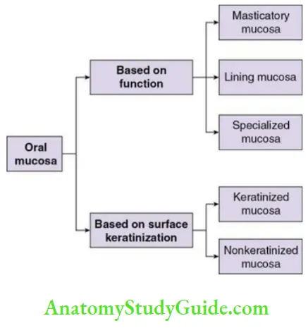 Oral mucous membrane classification of the oral mucosa