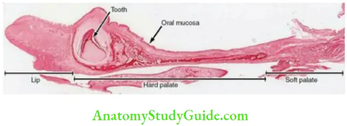 Oral mucous membrane decalcified section of the hard palate masticatory epithelium bone and mucous glands