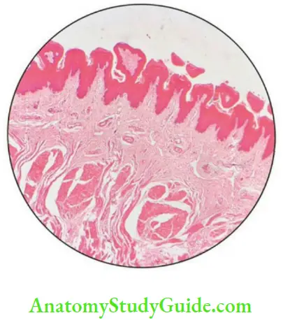 Oral mucous membrane fungiform papilla