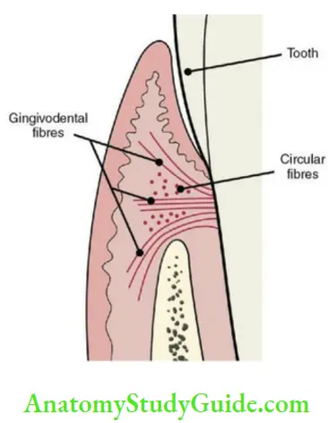 Oral mucous membrane gingival fibres
