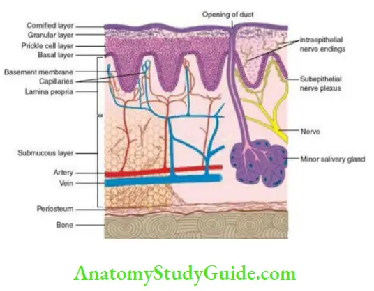 Oral mucous membrane organization of the oral mucosa