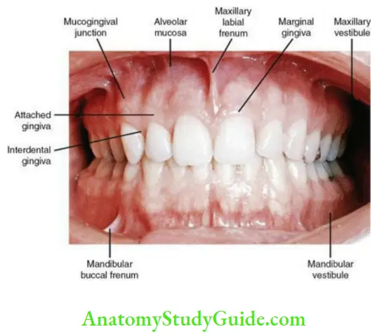 Oral mucous membrane parts of the gingiva maxilla