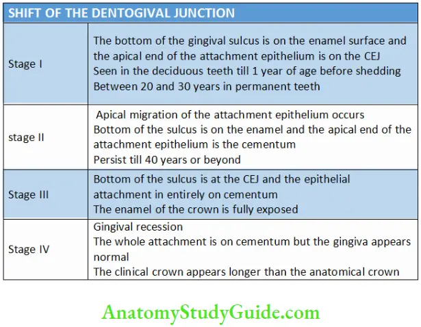 Oral mucous membrane shift of the dentoginigival junction.