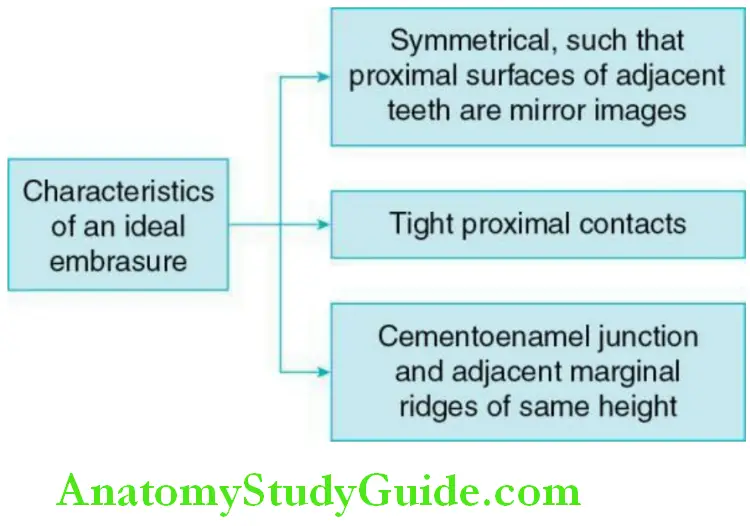 Orofacial Form And Function characteristics of an ideal embrasure