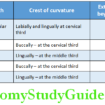 Orofacial Form And Function facial and lingual physioligic contours of teeth