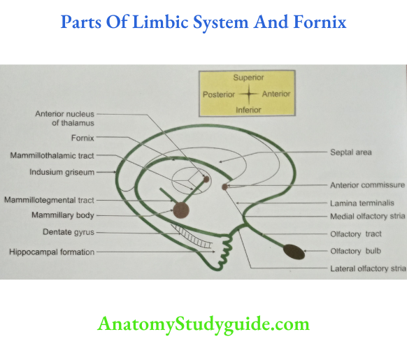 Parts Of Limbic System And Fornix