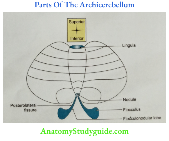 Parts Of The Archicerebellum