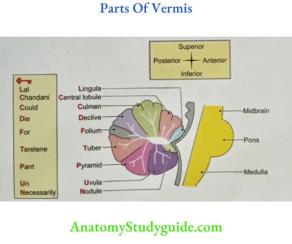 Parts Of Vermis