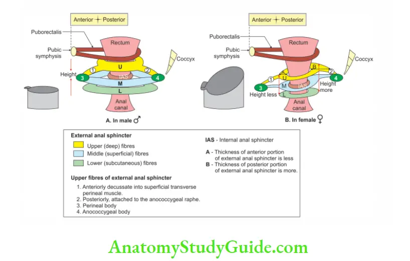 Perineum Anatomy of External anal sphincter