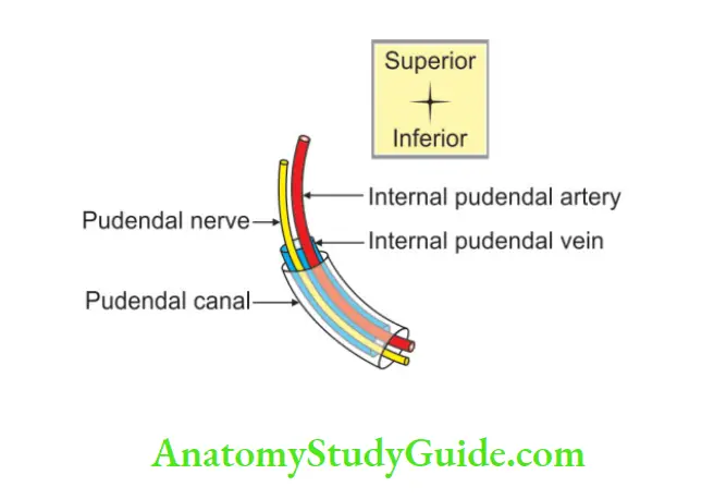 Perineum Arrangements of pudendal canal