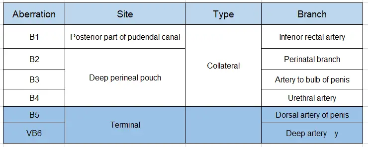 Perineum Branches of internal pudendal artery