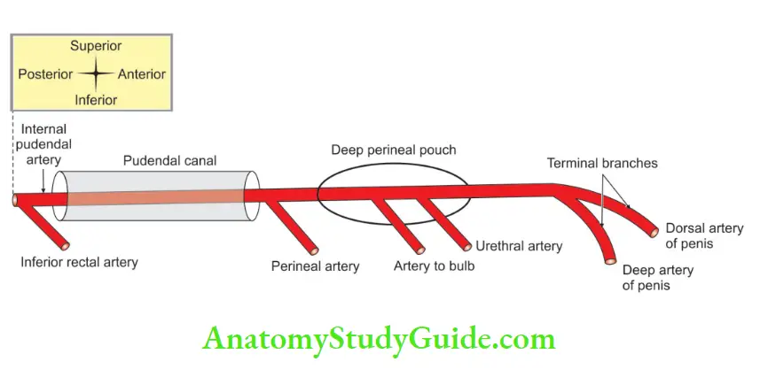 Perineum Course and branches of internal pudendal artery