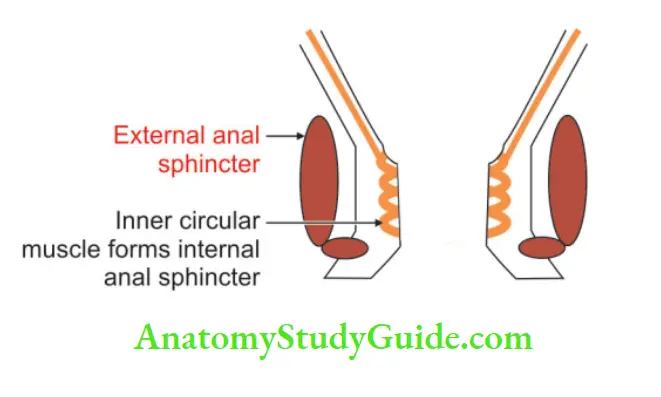 Perineum External anal sphincter