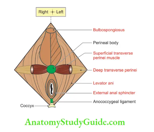 Perineum Muscles forming the perineal body