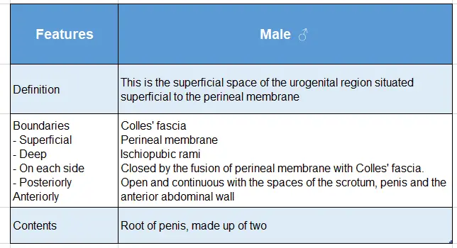Perineum Superficial perineal space male