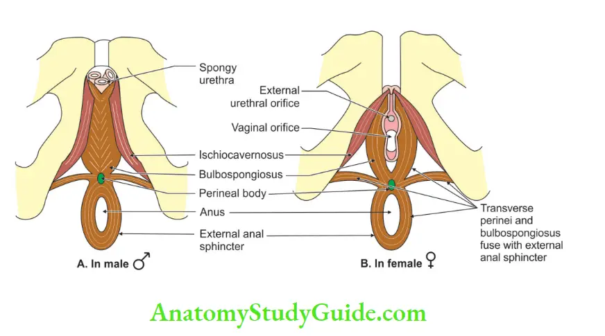 Perineum relations of puborectalis and external and sphincter