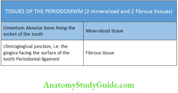 Periodontal ligament Tissues of the Periodontium