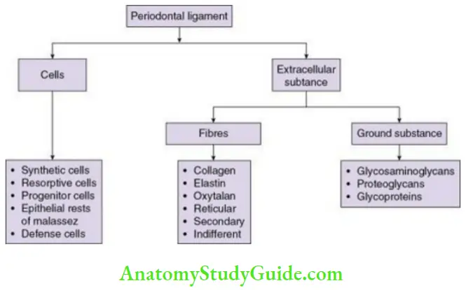 Periodontal ligament components of the periodontal ligament