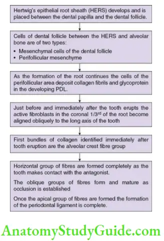 Periodontal ligament development of the periodontal ligament